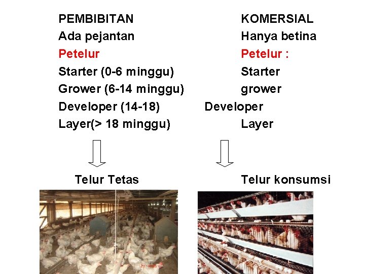 PEMBIBITAN Ada pejantan Petelur Starter (0 -6 minggu) Grower (6 -14 minggu) Developer (14