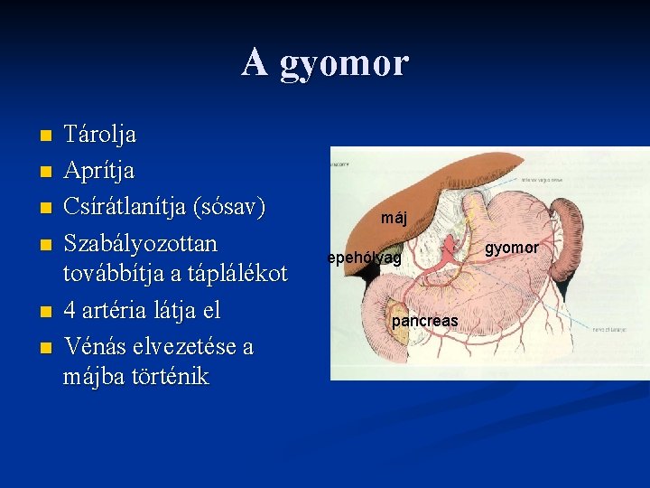 A gyomor n n n Tárolja Aprítja Csírátlanítja (sósav) Szabályozottan továbbítja a táplálékot 4