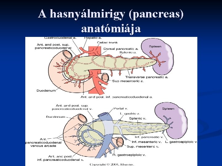 A hasnyálmirigy (pancreas) anatómiája A hasnyálmirigy (pancreas) anatómiája