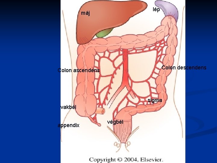 lép máj Colon descendens Colon ascendens sigma vakbél appendix végbél 