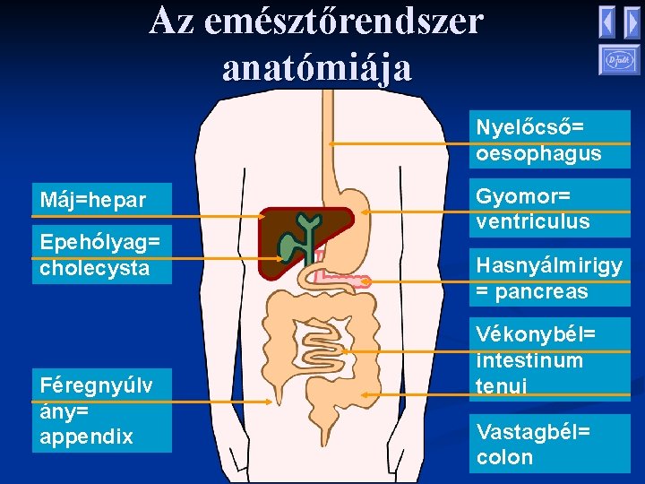 Az emésztőrendszer anatómiája Nyelőcső= oesophagus Máj=hepar Epehólyag= cholecysta Féregnyúlv ány= appendix Gyomor= ventriculus Hasnyálmirigy