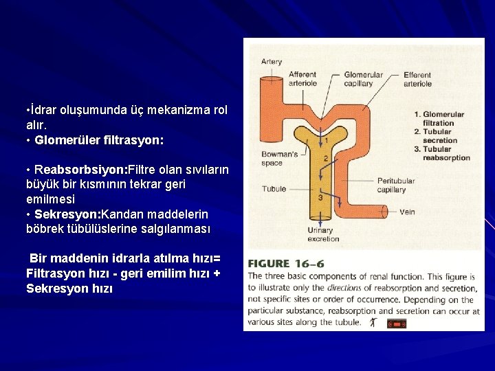  • İdrar oluşumunda üç mekanizma rol alır. • Glomerüler filtrasyon: • Reabsorbsiyon: Filtre