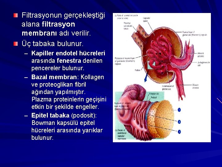 Filtrasyonun gerçekleştiği alana filtrasyon membranı adı verilir. Üç tabaka bulunur. – Kapiller endotel hücreleri