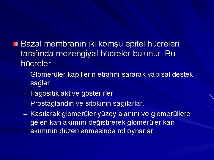 Bazal membranın iki komşu epitel hücreleri tarafında mezengiyal hücreler bulunur. Bu hücreler – Glomerüler