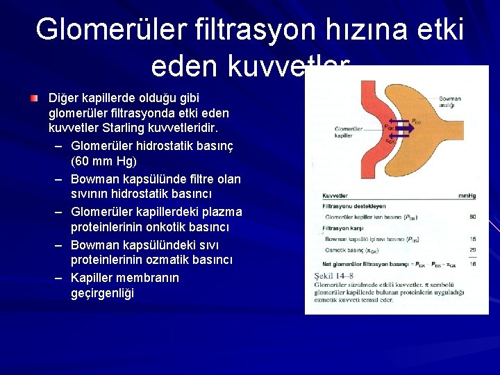 Glomerüler filtrasyon hızına etki eden kuvvetler Diğer kapillerde olduğu gibi glomerüler filtrasyonda etki eden