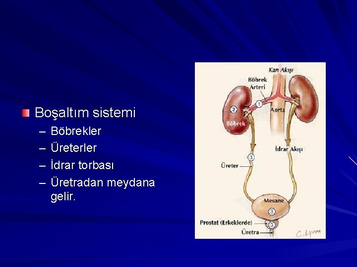 Boşaltım sistemi – – Böbrekler Üreterler İdrar torbası Üretradan meydana gelir. 