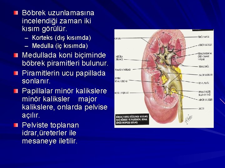 Böbrek uzunlamasına incelendiği zaman iki kısım görülür. – Korteks (dış kısımda) – Medulla (iç