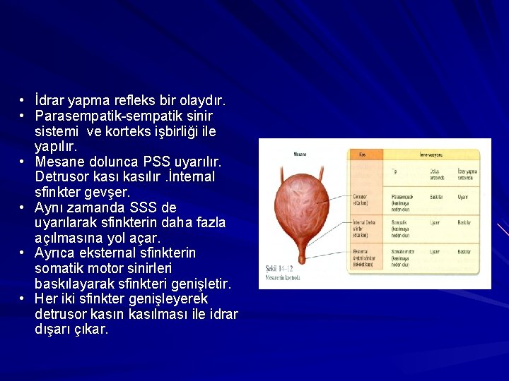  • İdrar yapma refleks bir olaydır. • Parasempatik-sempatik sinir sistemi ve korteks işbirliği