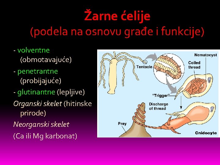 Žarne ćelije (podela na osnovu građe i funkcije) - volventne (obmotavajuće) - penetrantne (probijajuće)