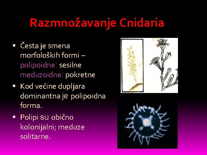 Razmnožavanje Cnidaria Česta je smena morfoloških formi – polipoidne: sesilne meduzoidne: pokretne Kod većine