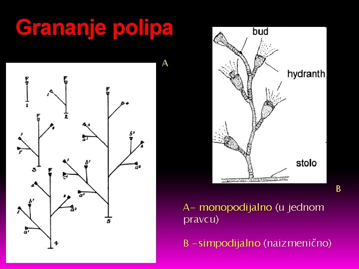 Grananje polipa A B A- monopodijalno (u jednom pravcu) B -simpodijalno (naizmenično) 