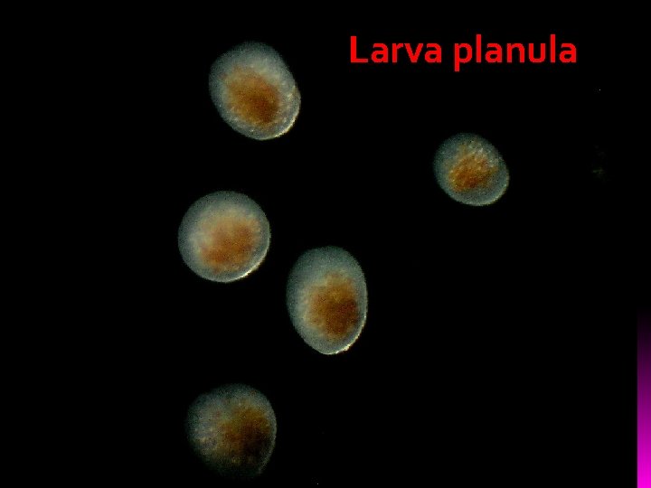Larva planula 