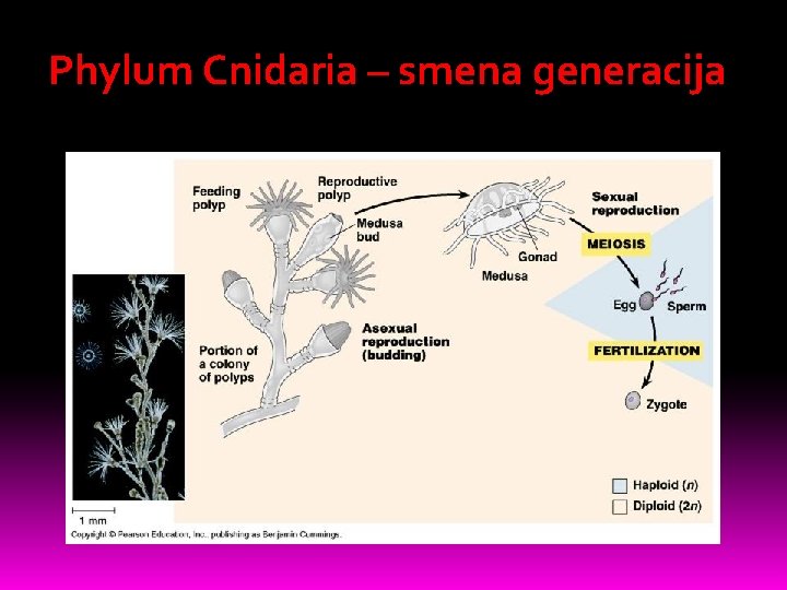 Phylum Cnidaria – smena generacija 