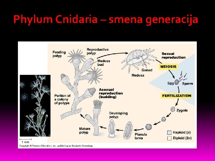 Phylum Cnidaria – smena generacija 