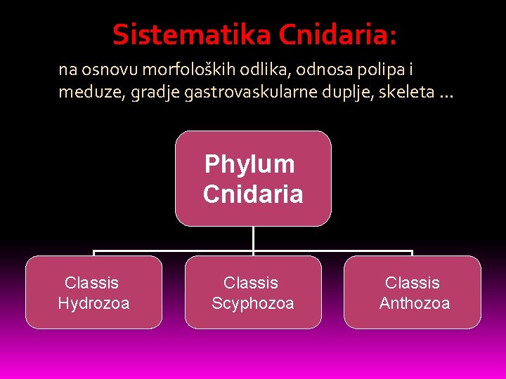 Sistematika Cnidaria: na osnovu morfoloških odlika, odnosa polipa i meduze, gradje gastrovaskularne duplje, skeleta.
