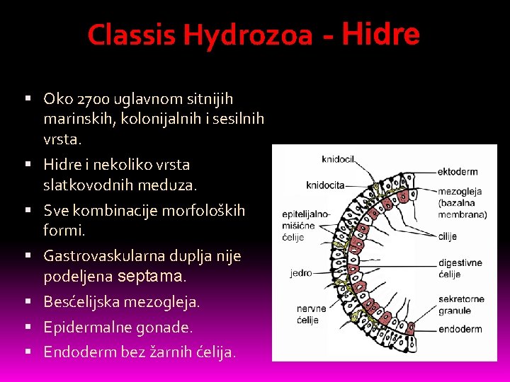 Classis Hydrozoa - Hidre Oko 2700 uglavnom sitnijih marinskih, kolonijalnih i sesilnih vrsta. Hidre