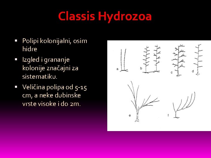 Classis Hydrozoa Polipi kolonijalni, osim hidre Izgled i grananje kolonije značajni za sistematiku. Veličina