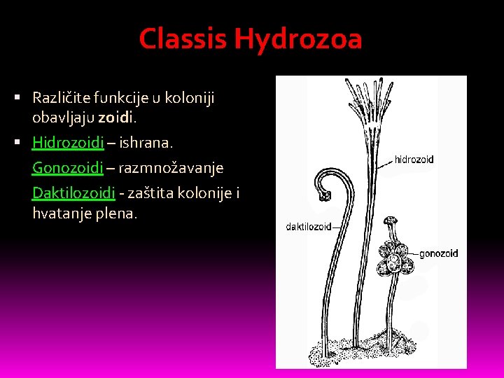 Classis Hydrozoa Različite funkcije u koloniji obavljaju zoidi. Hidrozoidi – ishrana. Gonozoidi – razmnožavanje