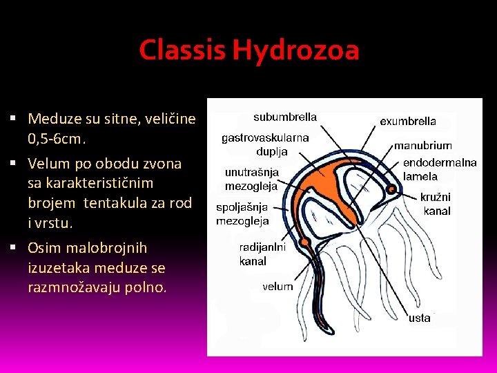 Classis Hydrozoa Meduze su sitne, veličine 0, 5 -6 cm. Velum po obodu zvona