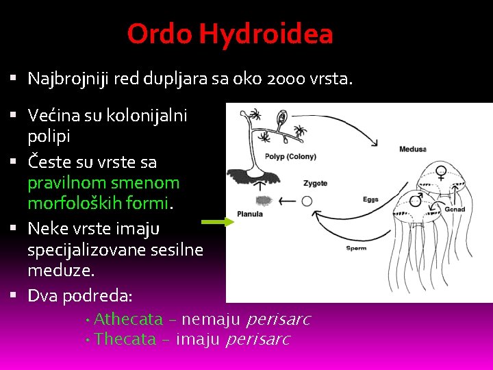 Ordo Hydroidea Najbrojniji red dupljara sa oko 2000 vrsta. Većina su kolonijalni polipi Česte