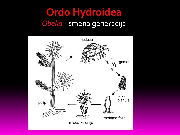 Ordo Hydroidea Obelia - smena generacija 