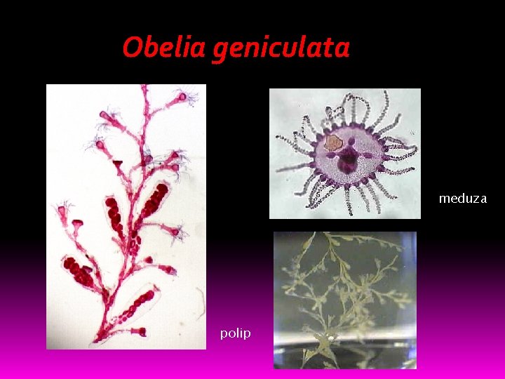 Obelia geniculata meduza polip 