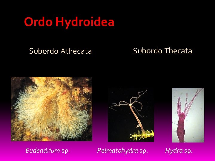 Ordo Hydroidea Subordo Athecata Eudendrium sp. Subordo Thecata Pelmatohydra sp. Hydra sp. 