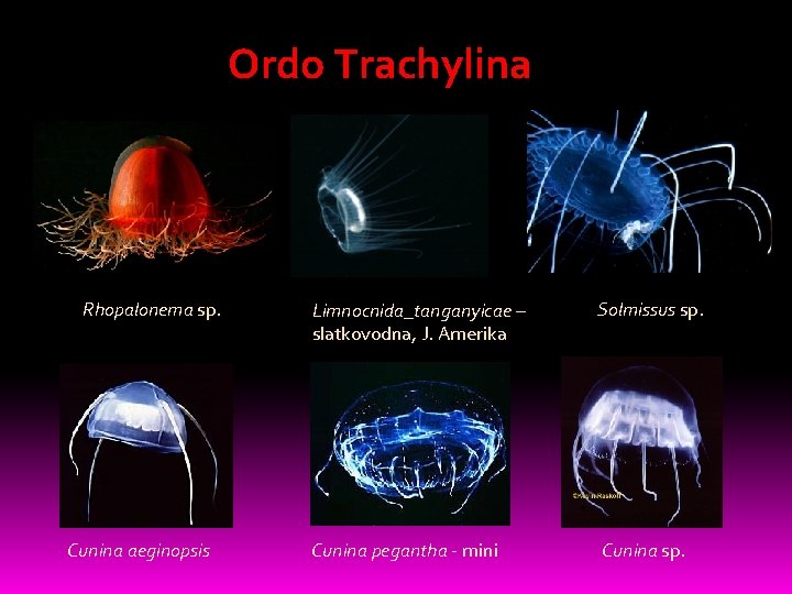 Ordo Trachylina Rhopalonema sp. Cunina aeginopsis Limnocnida_tanganyicae – slatkovodna, J. Amerika Solmissus sp. Cunina