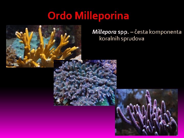 Ordo Milleporina Millepora spp. – česta komponenta koralnih sprudova 