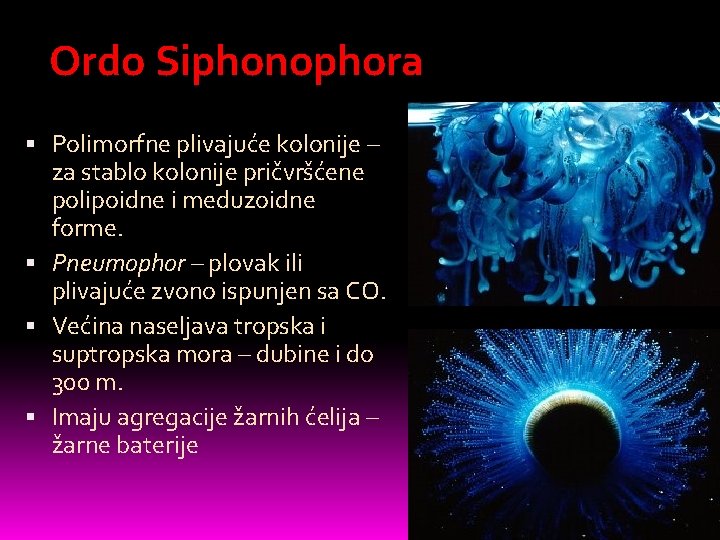 Ordo Siphonophora Polimorfne plivajuće kolonije – za stablo kolonije pričvršćene polipoidne i meduzoidne forme.
