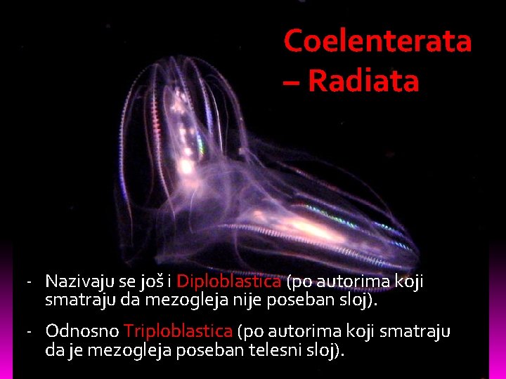 Coelenterata – Radiata - Nazivaju se još i Diploblastica (po autorima koji smatraju da