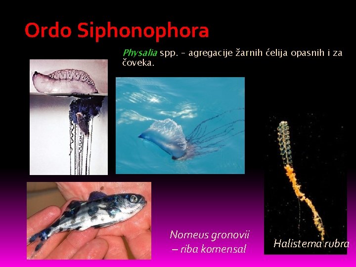 Ordo Siphonophora Physalia spp. – agregacije žarnih ćelijaphysalis opasnih i za čoveka. Nomeus gronovii