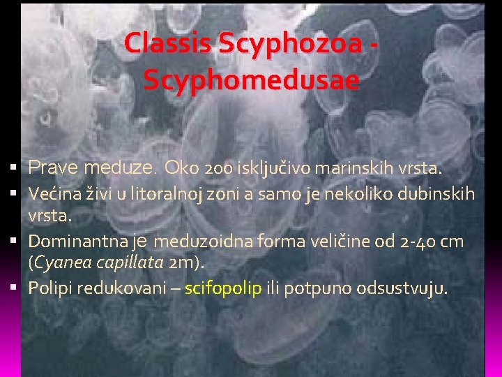 Classis Scyphozoa Scyphomedusae Prave meduze. Oko 200 isključivo marinskih vrsta. Većina živi u litoralnoj