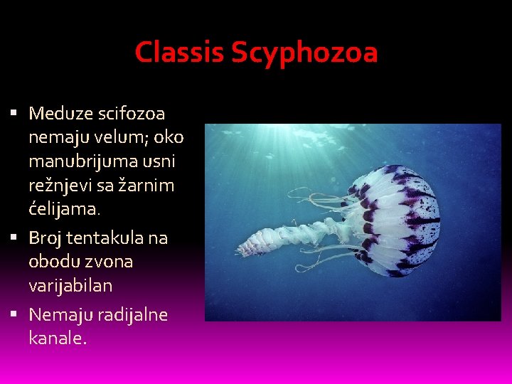 Classis Scyphozoa Meduze scifozoa nemaju velum; oko manubrijuma usni režnjevi sa žarnim ćelijama. Broj