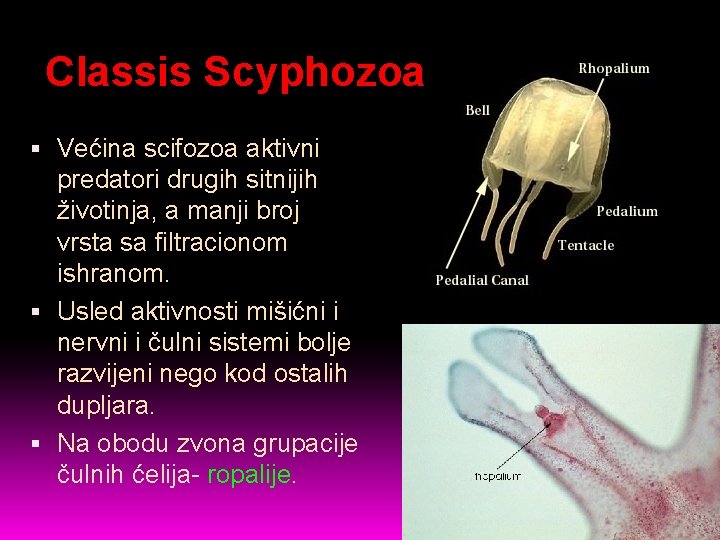 Classis Scyphozoa Većina scifozoa aktivni predatori drugih sitnijih životinja, a manji broj vrsta sa