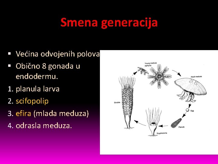 Smena generacija Većina odvojenih polova. Obično 8 gonada u endodermu. 1. planula larva 2.