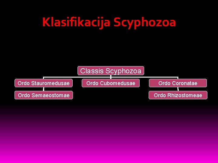 Klasifikacija Scyphozoa Classis Scyphozoa Ordo Stauromedusae Ordo Semaeostomae Ordo Cubomedusae Ordo Coronatae Ordo Rhizostomeae