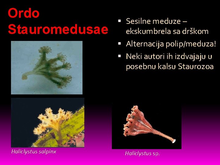 Ordo Stauromedusae Haliclystus salpinx Sesilne meduze – ekskumbrela sa drškom Alternacija polip/meduza! Neki autori