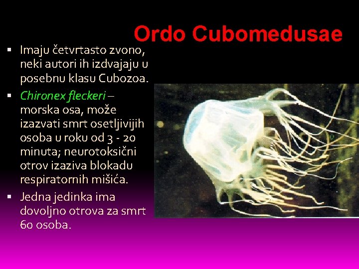 Ordo Cubomedusae Imaju četvrtasto zvono, neki autori ih izdvajaju u posebnu klasu Cubozoa. Chironex