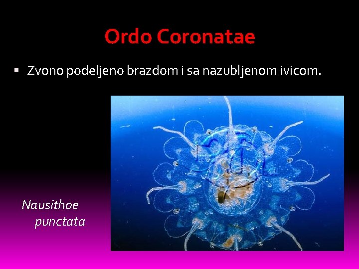 Ordo Coronatae Zvono podeljeno brazdom i sa nazubljenom ivicom. Nausithoe punctata 