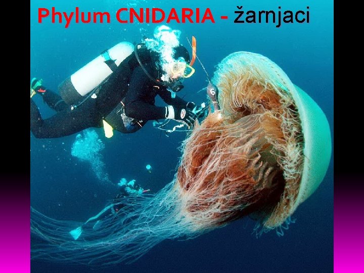 Phylum CNIDARIA - žarnjaci 