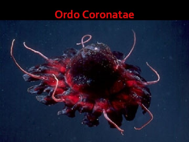 Ordo Coronatae 