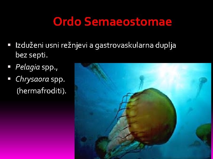 Ordo Semaeostomae Izduženi usni režnjevi a gastrovaskularna duplja bez septi. Pelagia spp. , Chrysaora