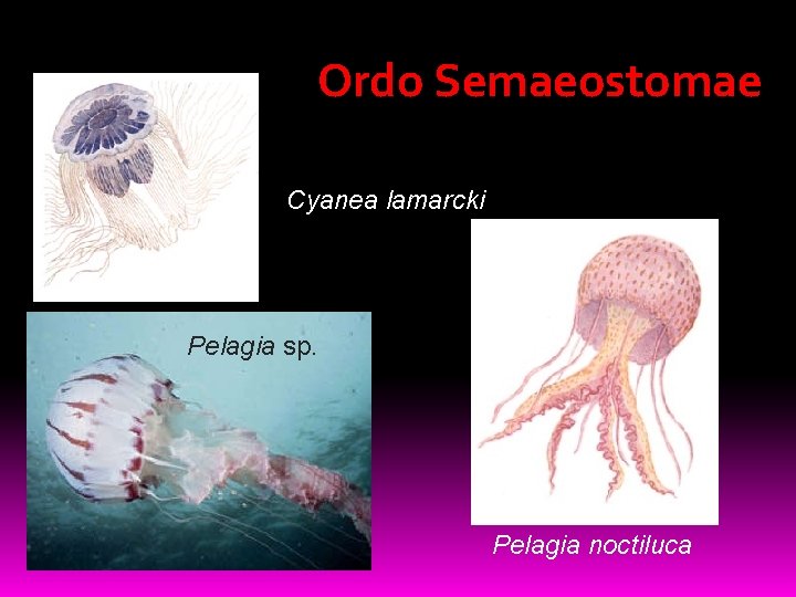 Ordo Semaeostomae Cyanea lamarcki Pelagia sp. Pelagia noctiluca 