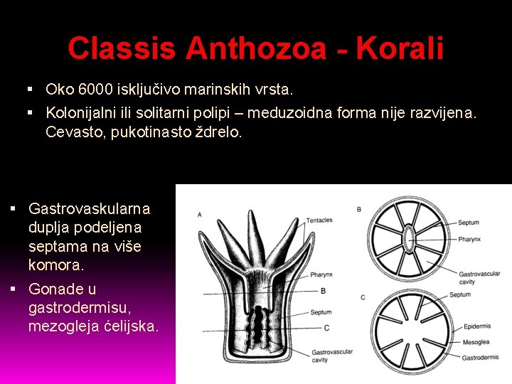 Classis Anthozoa - Korali Oko 6000 isključivo marinskih vrsta. Kolonijalni ili solitarni polipi –