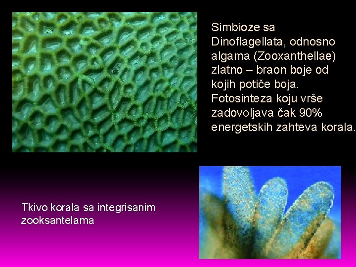 Simbioze sa Dinoflagellata, odnosno algama (Zooxanthellae) zlatno – braon boje od kojih potiče boja.