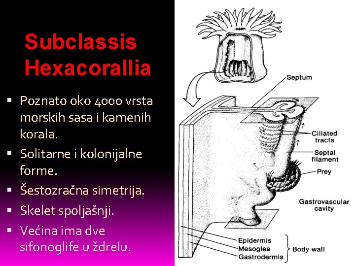 Subclassis Hexacorallia Poznato oko 4000 vrsta morskih sasa i kamenih korala. Solitarne i kolonijalne