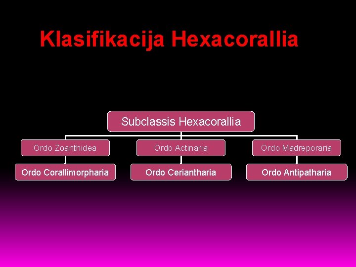 Klasifikacija Hexacorallia Subclassis Hexacorallia Ordo Zoanthidea Ordo Actinaria Ordo Madreporaria Ordo Corallimorpharia Ordo Ceriantharia