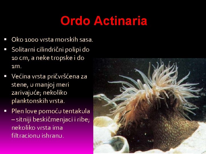 Ordo Actinaria Oko 1000 vrsta morskih sasa. Solitarni cilindrični polipi do 10 cm, a