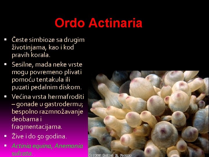 Ordo Actinaria Česte simbioze sa drugim životinjama, kao i kod pravih korala. Sesilne, mada